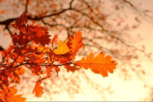 Why Autumn Feels Poetically Beautiful