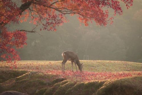 Animal Behaviour During Autumn: Nature’s Quiet Season of Preparation